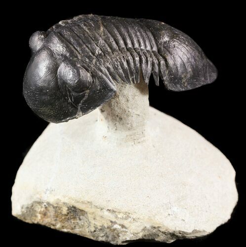 Spectacular Flying Paralejurus Trilobite Fossil - #49579